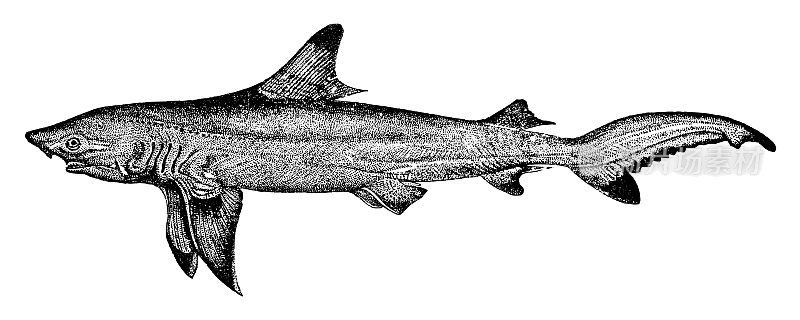 黑鳍礁鲨(Carcharhinus melanopterus) -复古雕刻插图